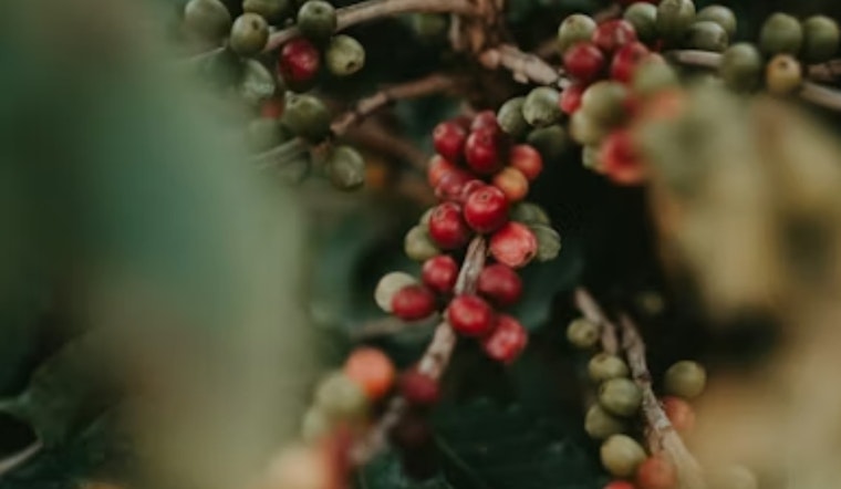 Columbus Coffee Favorite On The Brink After Brutal Harvest Shortfall