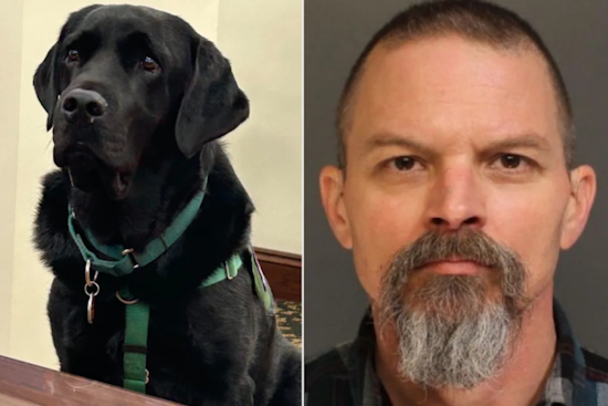 Courthouse Pup Crashes Jury Room, Blows Up Central Pa. Dog-Death Trial