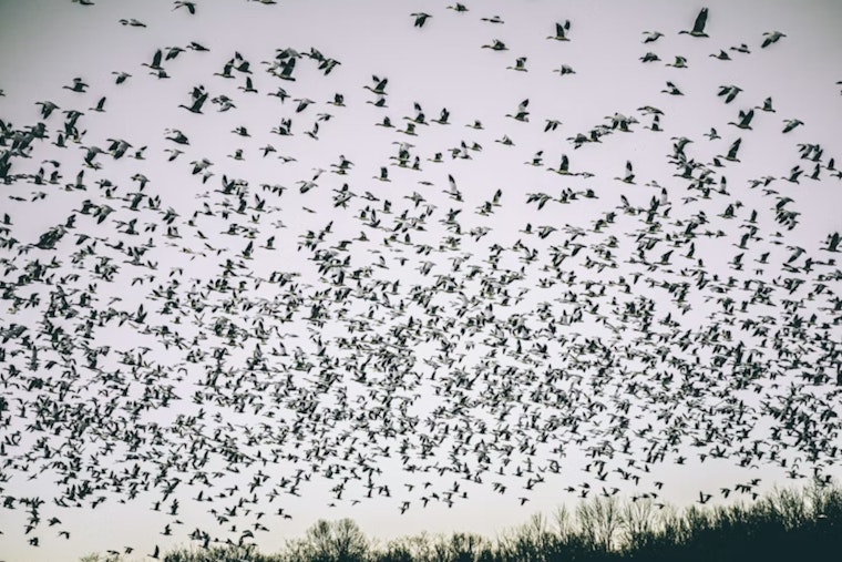 Cranepalooza: 20,000 Giant Birds Swarm San Luis Valley Ahead of Festival