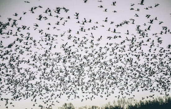 Cranepalooza: 20,000 Giant Birds Swarm San Luis Valley Ahead of Festival