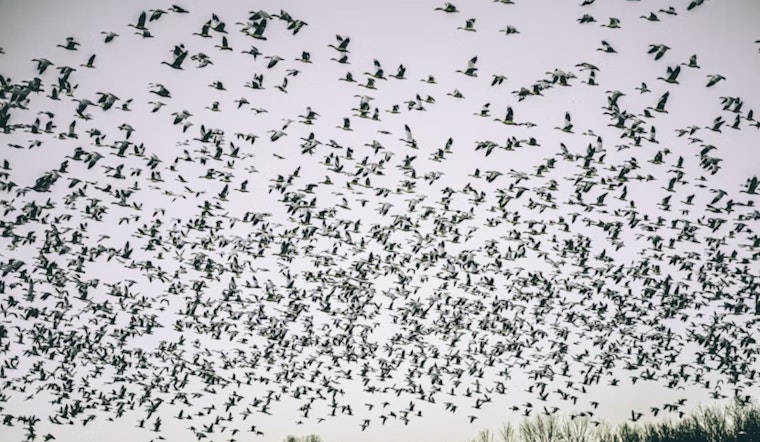 Cranepalooza: 20,000 Giant Birds Swarm San Luis Valley Ahead of Festival