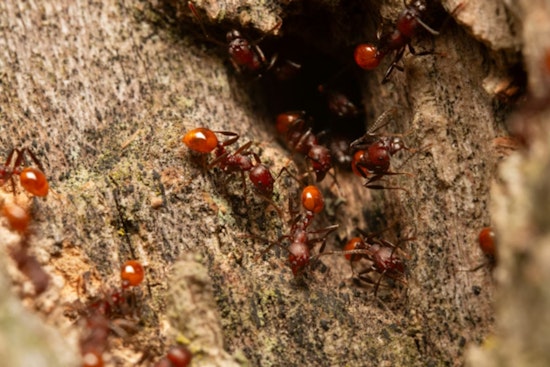 Crazy Ant Invasion Is Frying Houston Home Electronics, Pros Warn