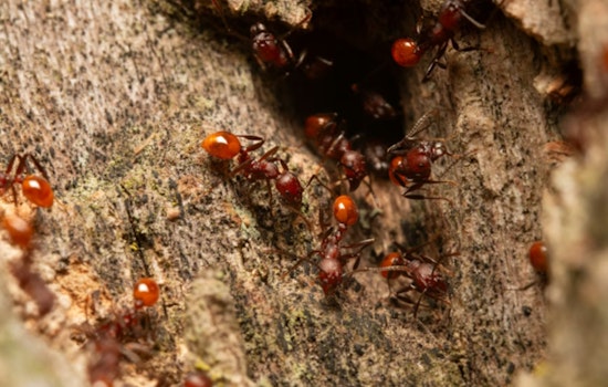 Crazy Ant Invasion Is Frying Houston Home Electronics, Pros Warn