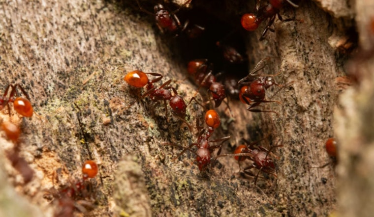 Crazy Ant Invasion Is Frying Houston Home Electronics, Pros Warn