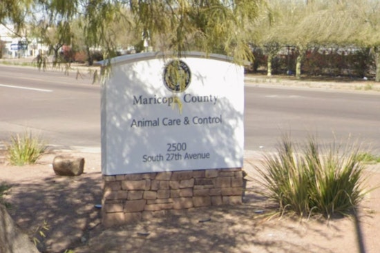 Cruel Lost-Pet Scam Hits Phoenix, Humane Society Sounds Alarm
