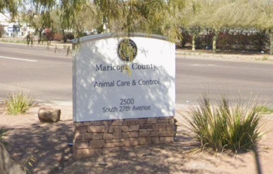 Cruel Lost-Pet Scam Hits Phoenix, Humane Society Sounds Alarm