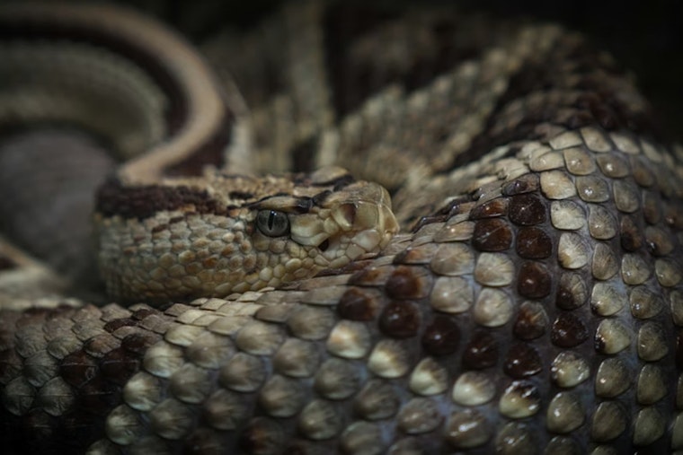 CU Student Unzips Suitcase, Finds Stowaway Venomous Viper From Costa Rica