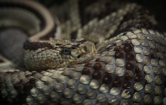 CU Student Unzips Suitcase, Finds Stowaway Venomous Viper From Costa Rica