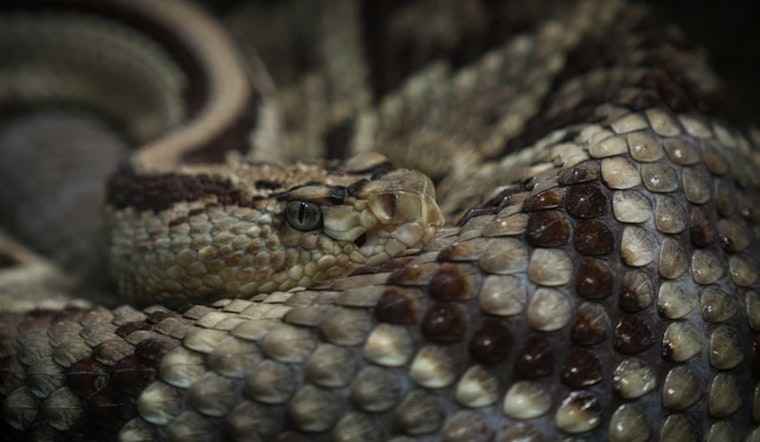 CU Student Unzips Suitcase, Finds Stowaway Venomous Viper From Costa Rica