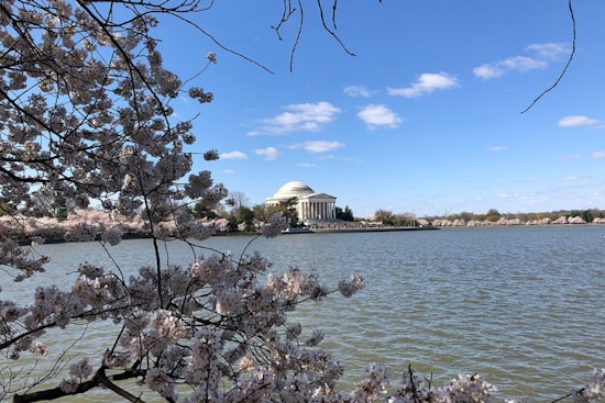 D.C. Cherry Blossom Weekend Becomes Weather Whiplash Special