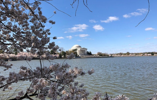 D.C. Cherry Blossom Weekend Becomes Weather Whiplash Special