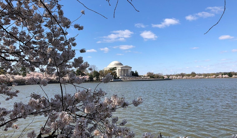 D.C. Cherry Blossom Weekend Becomes Weather Whiplash Special
