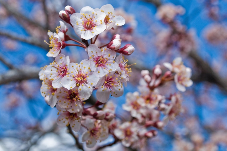 D.C. Scores 250 New Cherry Trees In Birthday Gift From Japan
