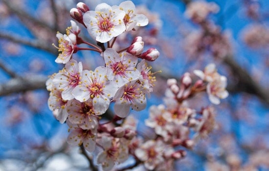 D.C. Scores 250 New Cherry Trees In Birthday Gift From Japan