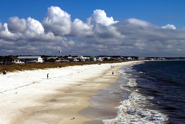 Dead Dolphins Keep Washing Up On Florida Beaches In Grim Mystery