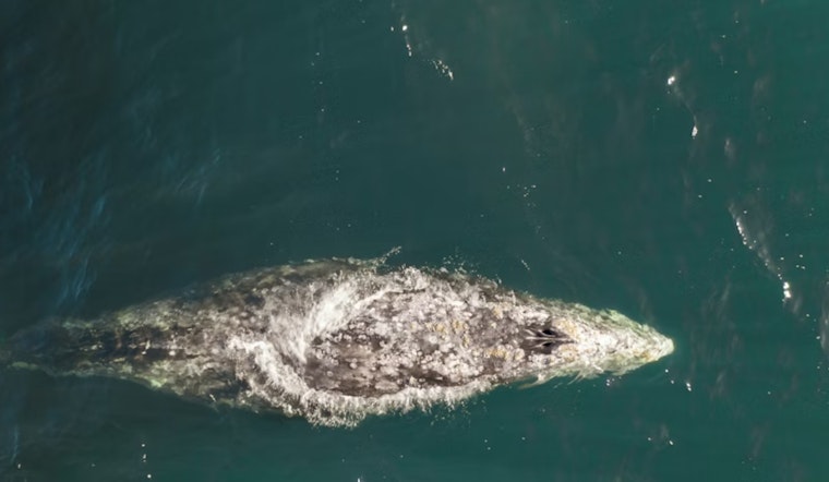 Dead Gray Whale Near Golden Gate Stuns Bay As First 2026 Loss