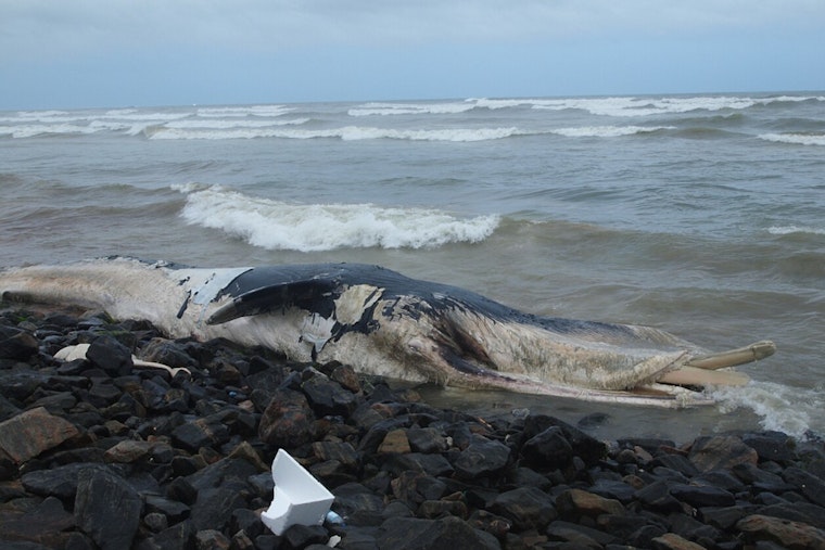 Dead Whale Stuns Rockaway Beachgoers As Carcass Hits Queens Shore