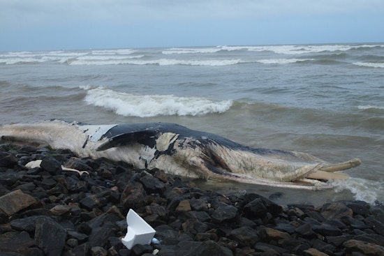Dead Whale Stuns Rockaway Beachgoers As Carcass Hits Queens Shore
