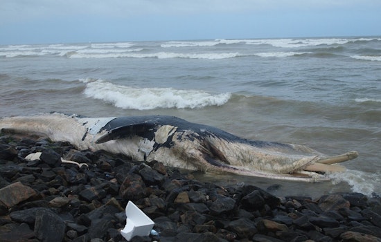 Dead Whale Stuns Rockaway Beachgoers As Carcass Hits Queens Shore