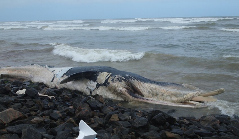 Dead Whale Stuns Rockaway Beachgoers As Carcass Hits Queens Shore