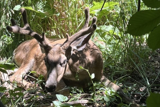 Deadly Deer Disease Hits Scofield Country, Utah Officials Sound Alarm