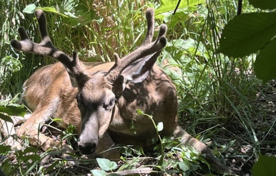 Deadly Deer Disease Hits Scofield Country, Utah Officials Sound Alarm