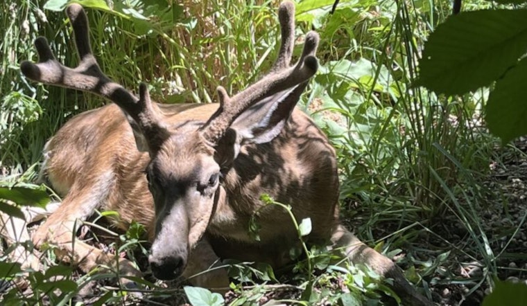 Deadly Deer Disease Hits Scofield Country, Utah Officials Sound Alarm