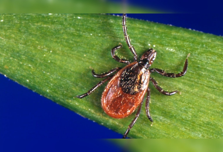Deadly Tick Virus Makes First Appearance in Winnebago County
