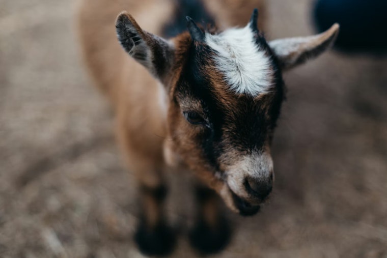 Decapitated Baby Goat Dumped by L.I.E. Overpass Shocks Bellport