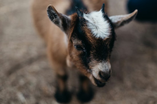 Decapitated Baby Goat Dumped by L.I.E. Overpass Shocks Bellport