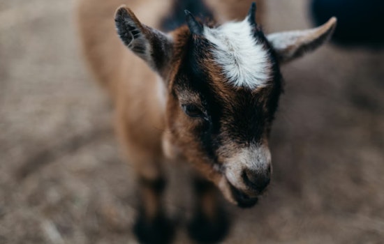 Decapitated Baby Goat Dumped by L.I.E. Overpass Shocks Bellport