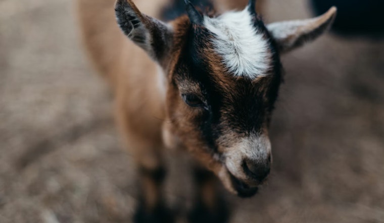 Decapitated Baby Goat Dumped by L.I.E. Overpass Shocks Bellport