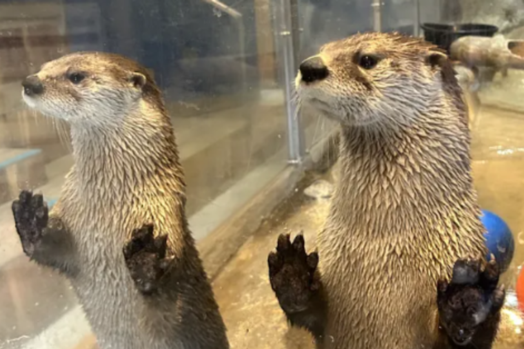 Delmarva Discovery Museum Closing In Pocomoke City