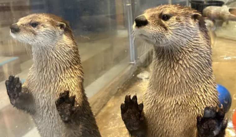 Delmarva Discovery Museum Closing In Pocomoke City