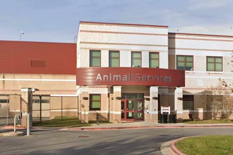 Derwood Dogpile Big Pups Backed Up at Montgomery Shelter on Brink