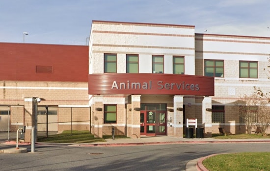 Derwood Dogpile Big Pups Backed Up at Montgomery Shelter on Brink