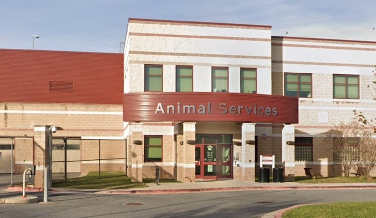 Derwood Dogpile Big Pups Backed Up at Montgomery Shelter on Brink