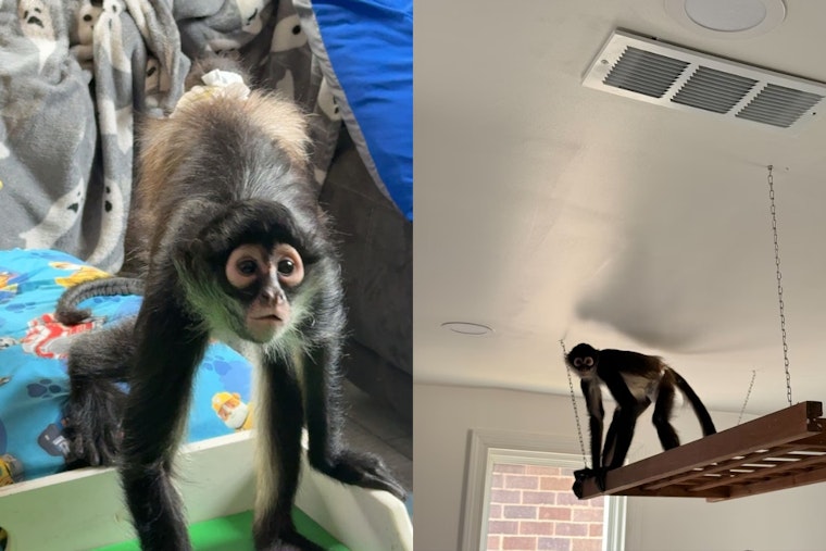 Diapered Spider Monkey Makes Brazen Bid to Break Into St. Charles Home