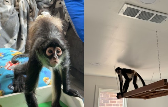 Diapered Spider Monkey Makes Brazen Bid to Break Into St. Charles Home