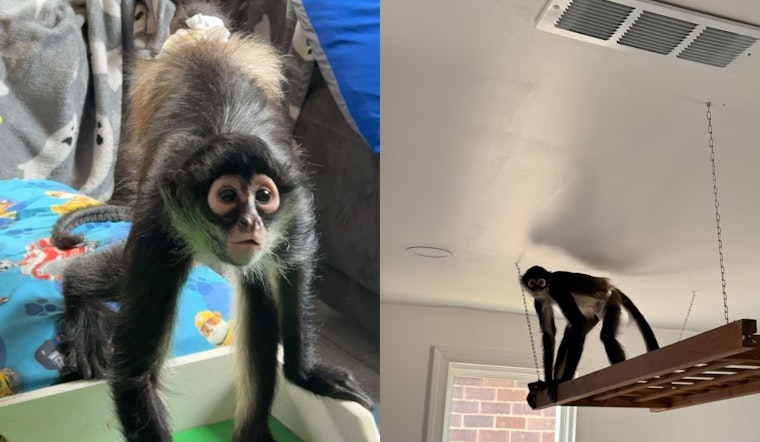 Diapered Spider Monkey Makes Brazen Bid to Break Into St. Charles Home