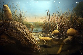 Milwaukee’s Legendary Dioramas Step Into Spotlight Before Big Move