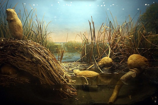 Milwaukee’s Legendary Dioramas Step Into Spotlight Before Big Move