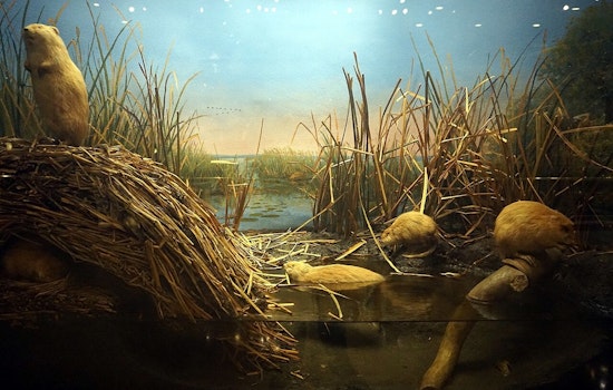 Milwaukee’s Legendary Dioramas Step Into Spotlight Before Big Move