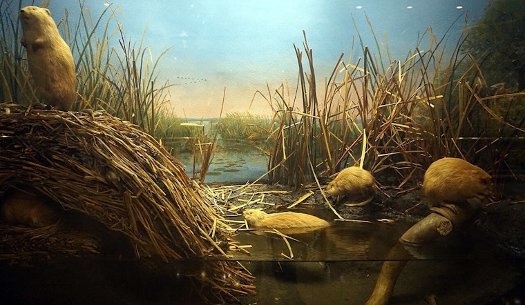 Milwaukee’s Legendary Dioramas Step Into Spotlight Before Big Move