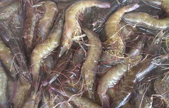 DNA Test Busts Fake ‘Mayport Shrimp’ All Over Jacksonville