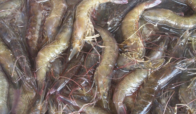 DNA Test Busts Fake ‘Mayport Shrimp’ All Over Jacksonville