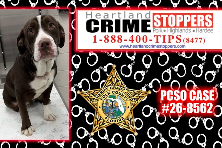 Dog Found Dead Near Lake Hamilton — Polk County Probe