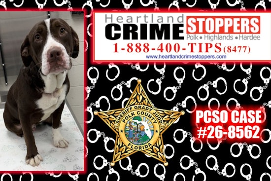 Dog Found Dead Near Lake Hamilton — Polk County Probe