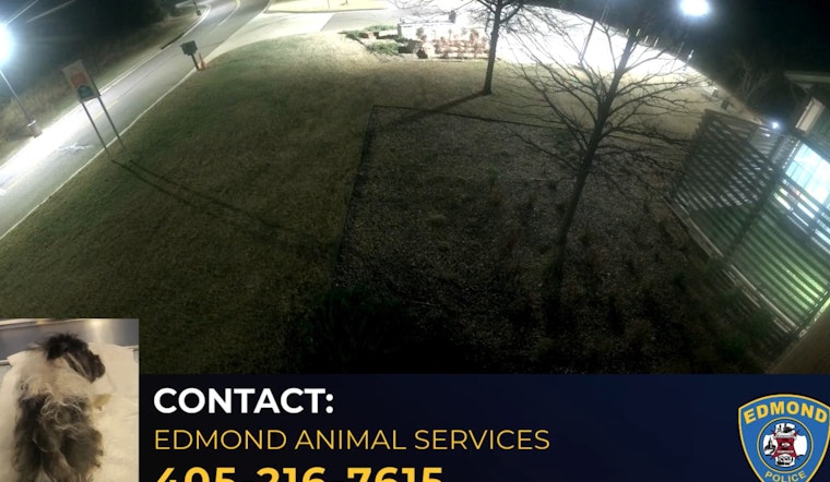 Dumped Shih Tzu On Edmond Shelter Doorstep Sparks Police Hunt