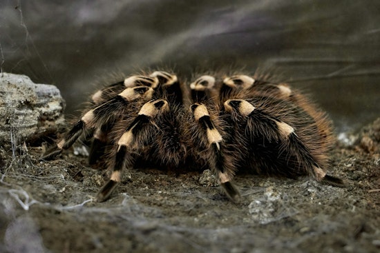 Edina Tarantula Toss Trial Ends in Guilty Verdict